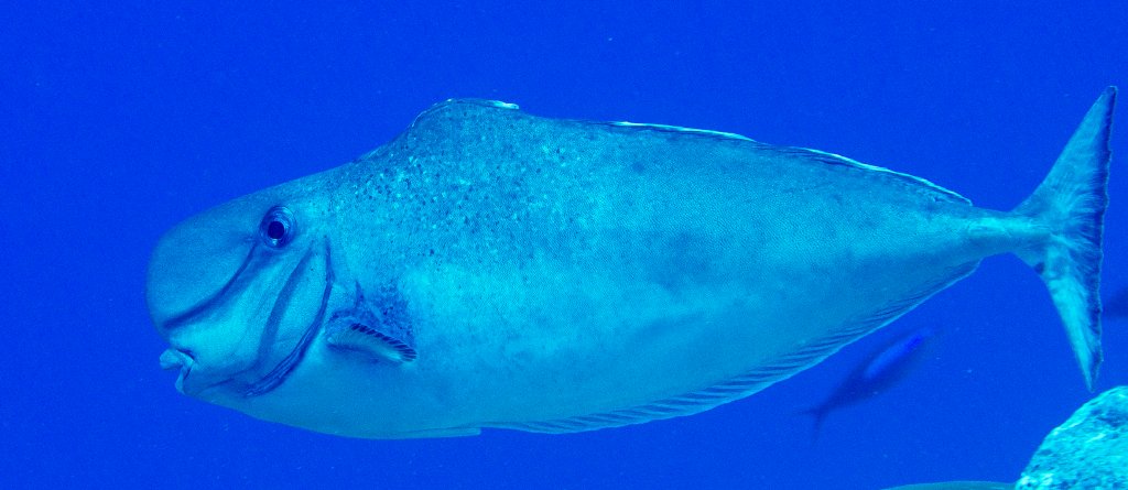 Bulbnose Unicornfish