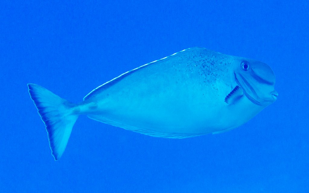 Bulbnose Unicornfish