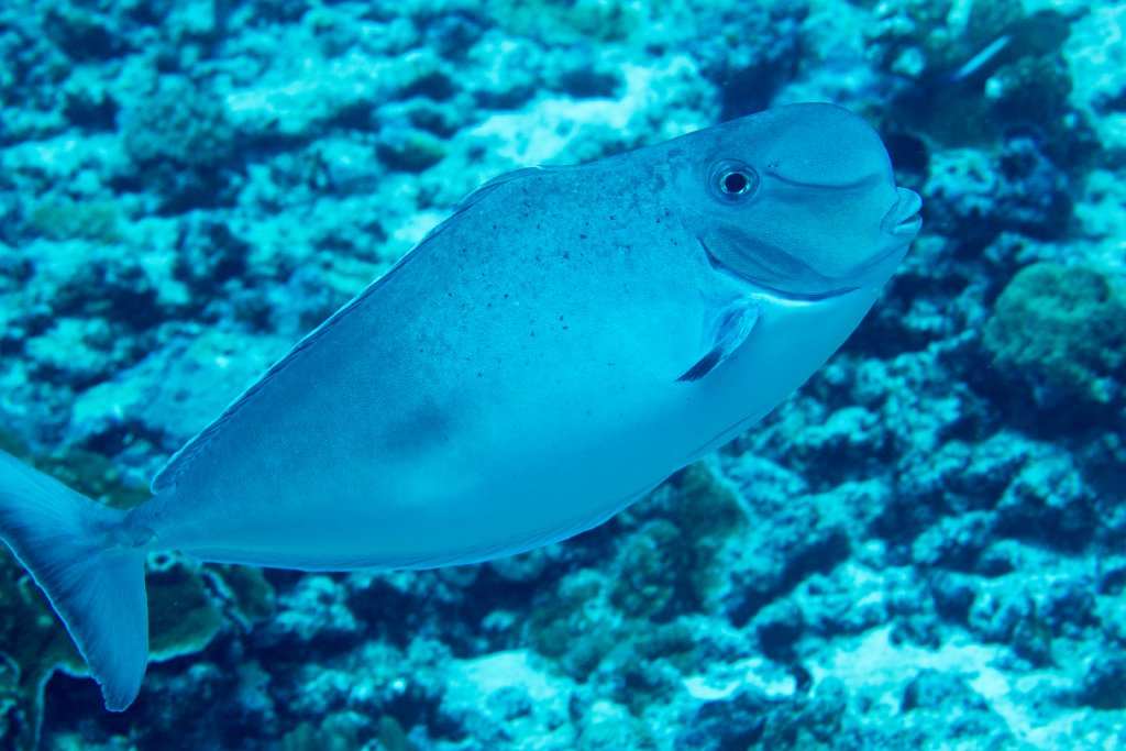 Bulbnose Unicornfish
