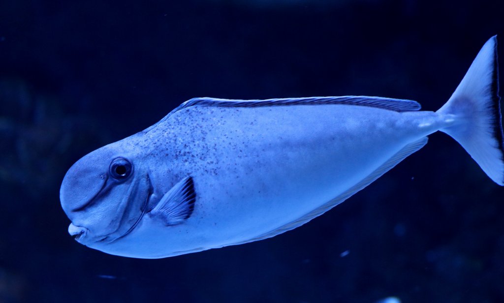 Bulbnosed Unicornfish