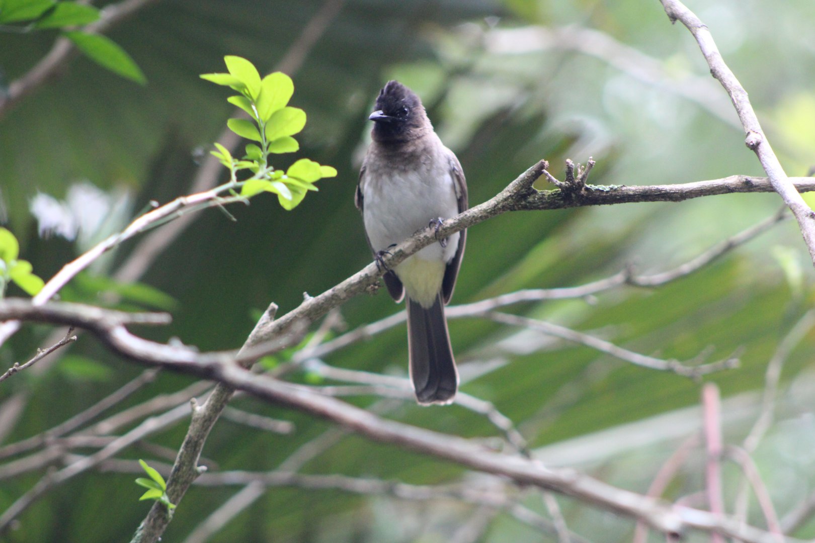 Bulbul ID - Disney’s Animal Kingdom