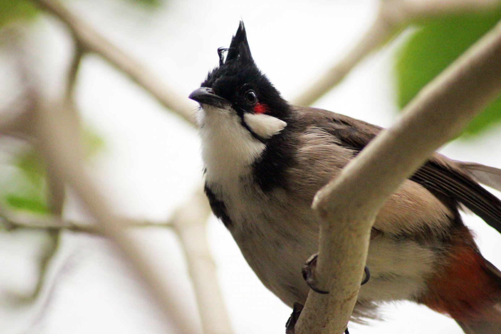 Bulbul
