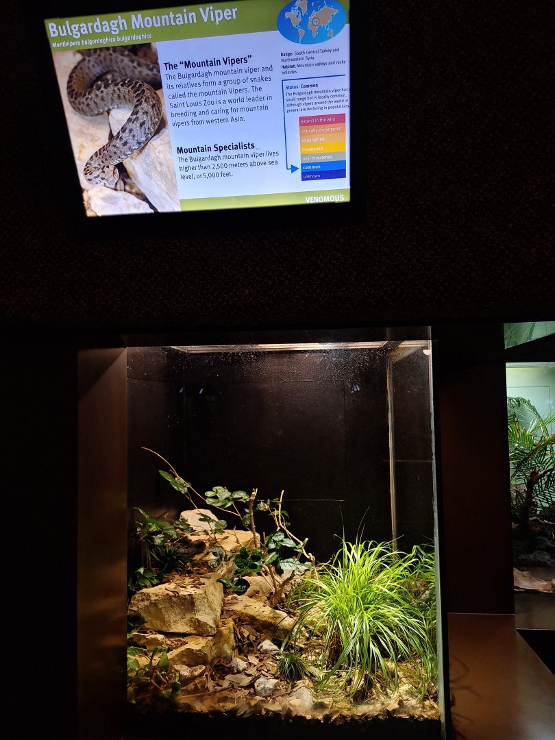 Bulgardagh mountain viper enclosure