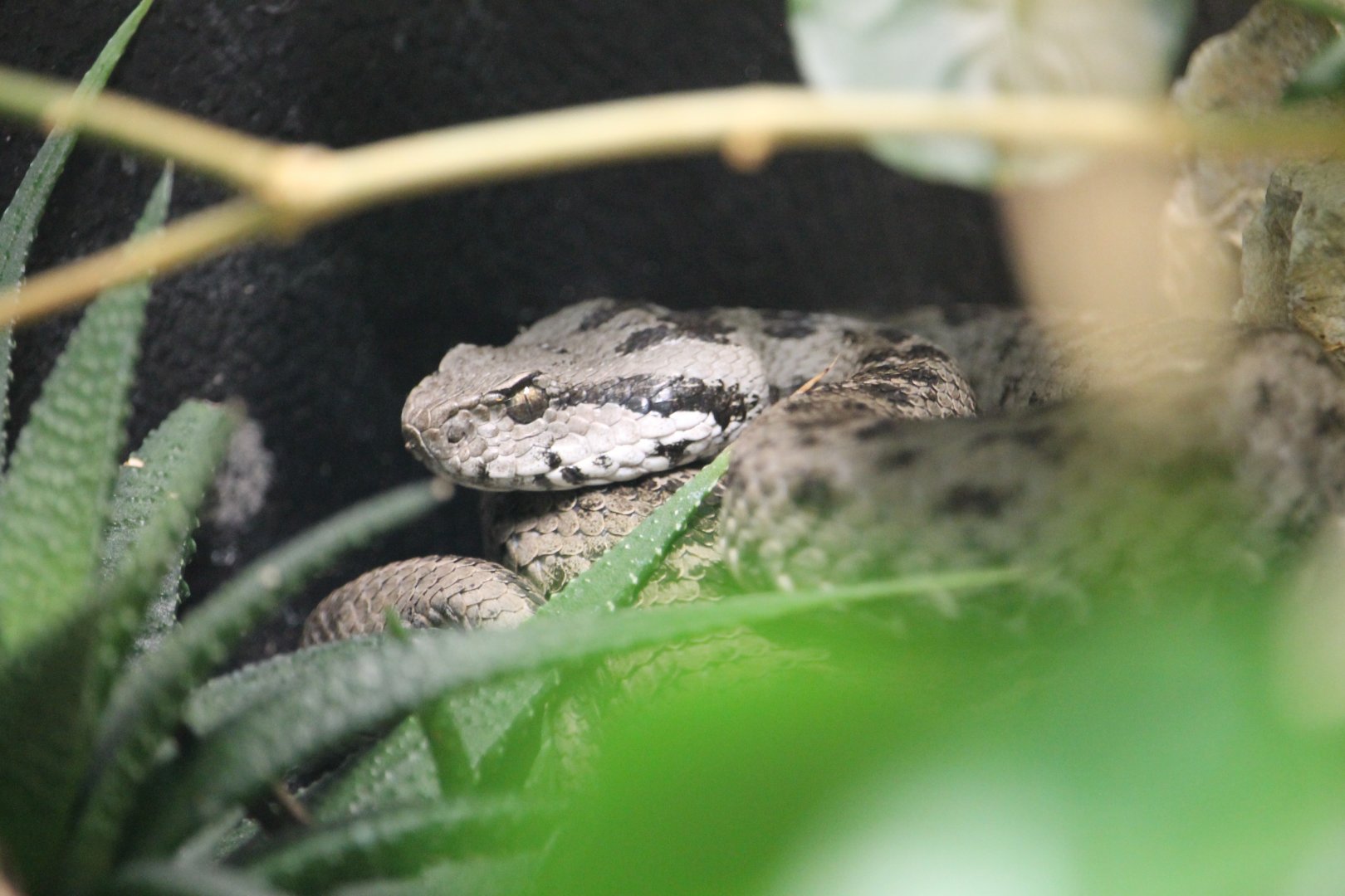 Bulgardagh Mountain Viper (Montivipera bulgardaghica bulgardaghica)