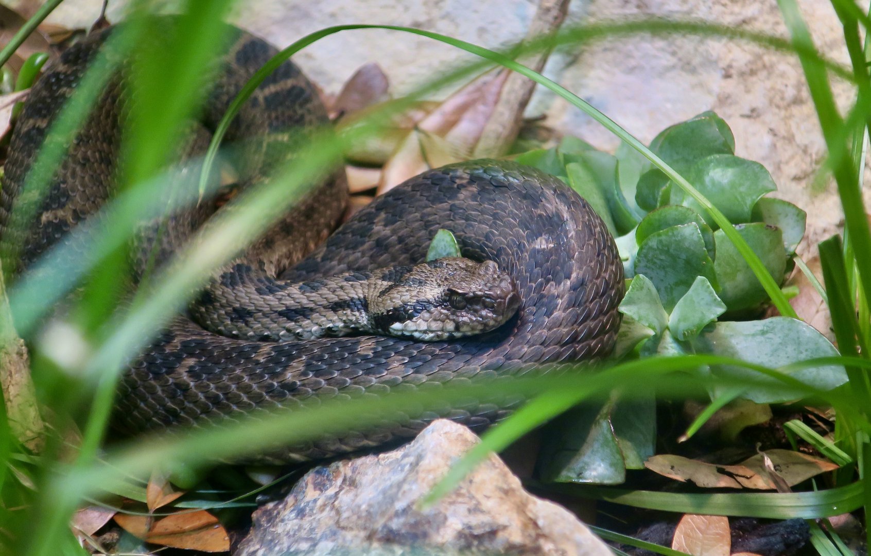 Bulgardagh Viper (Montivipera bulgardaghica)