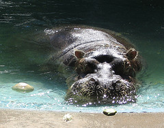 Bulgy the River Hippo at Fresno Zoo