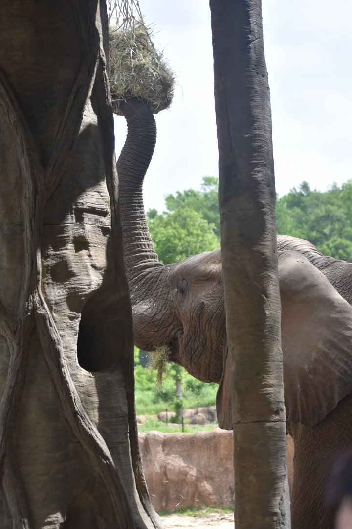 Bull African Bush Elephant Enrichment