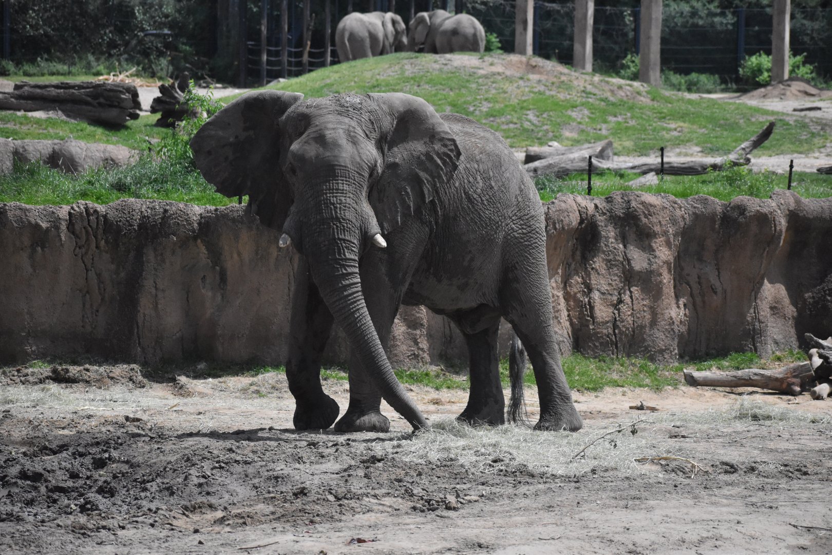 Bull African Bush Elephant