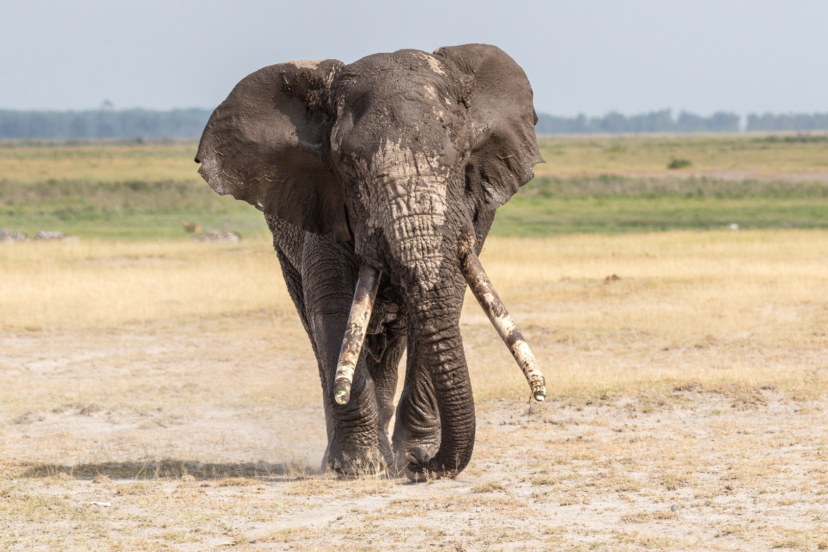 Bull African Elephant
