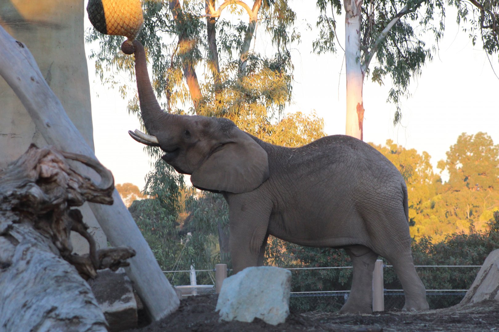 Bull African Elephant