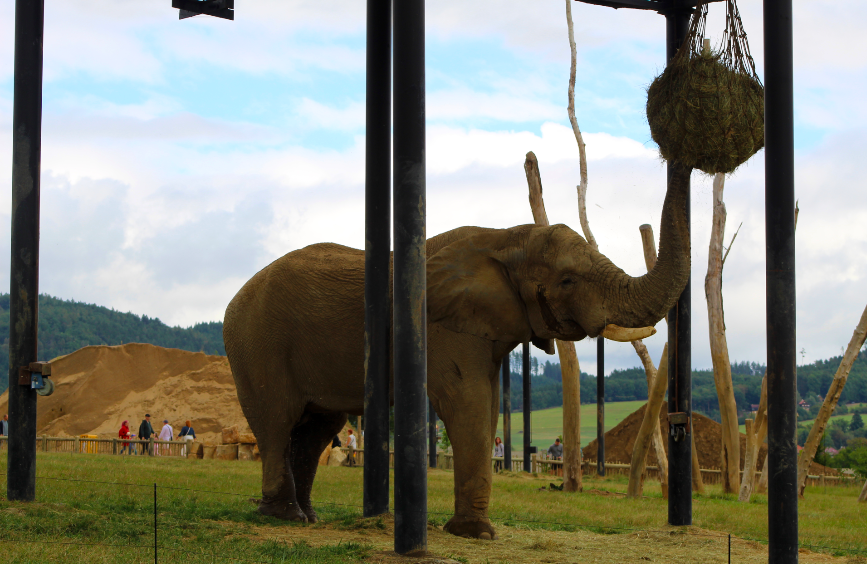 Bull African Elephant