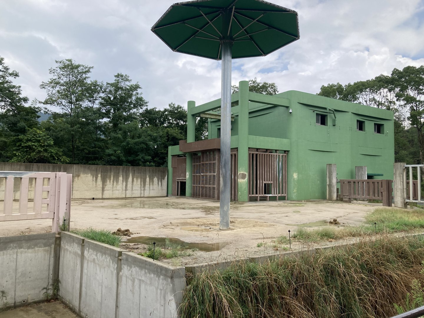 Bull African forest elephant exhibit