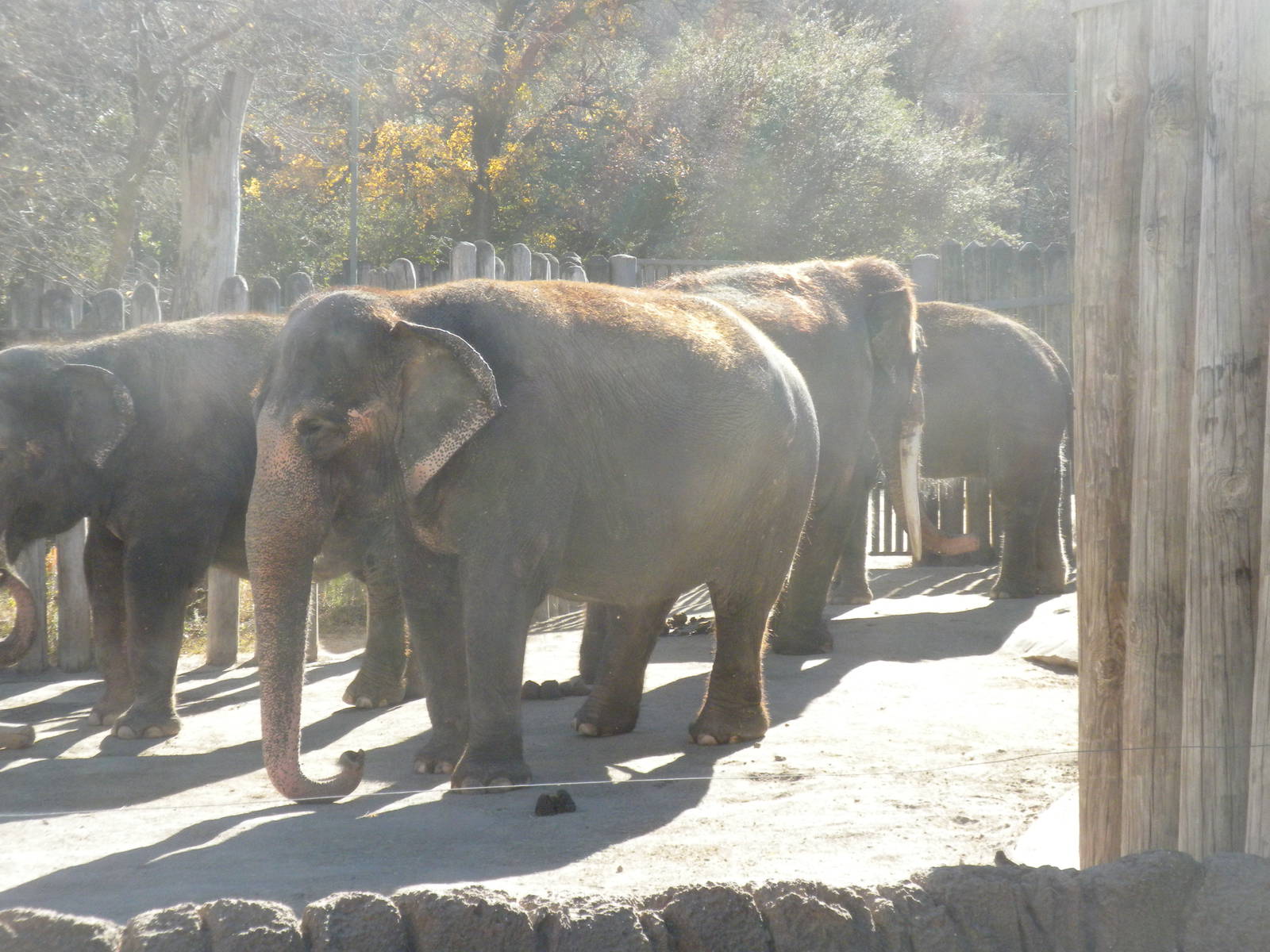 Bull and Cow Asian Elephants