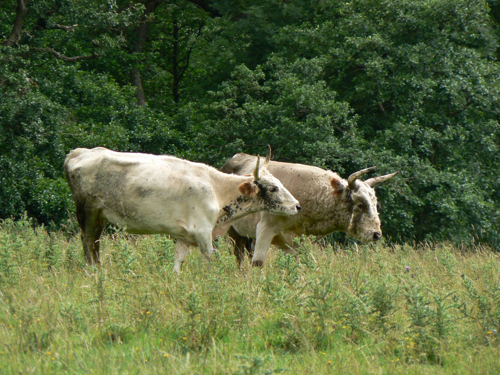 Bull and Cow Chillingham White Cattle - 4 August 2016. Chillingham Wild Cat