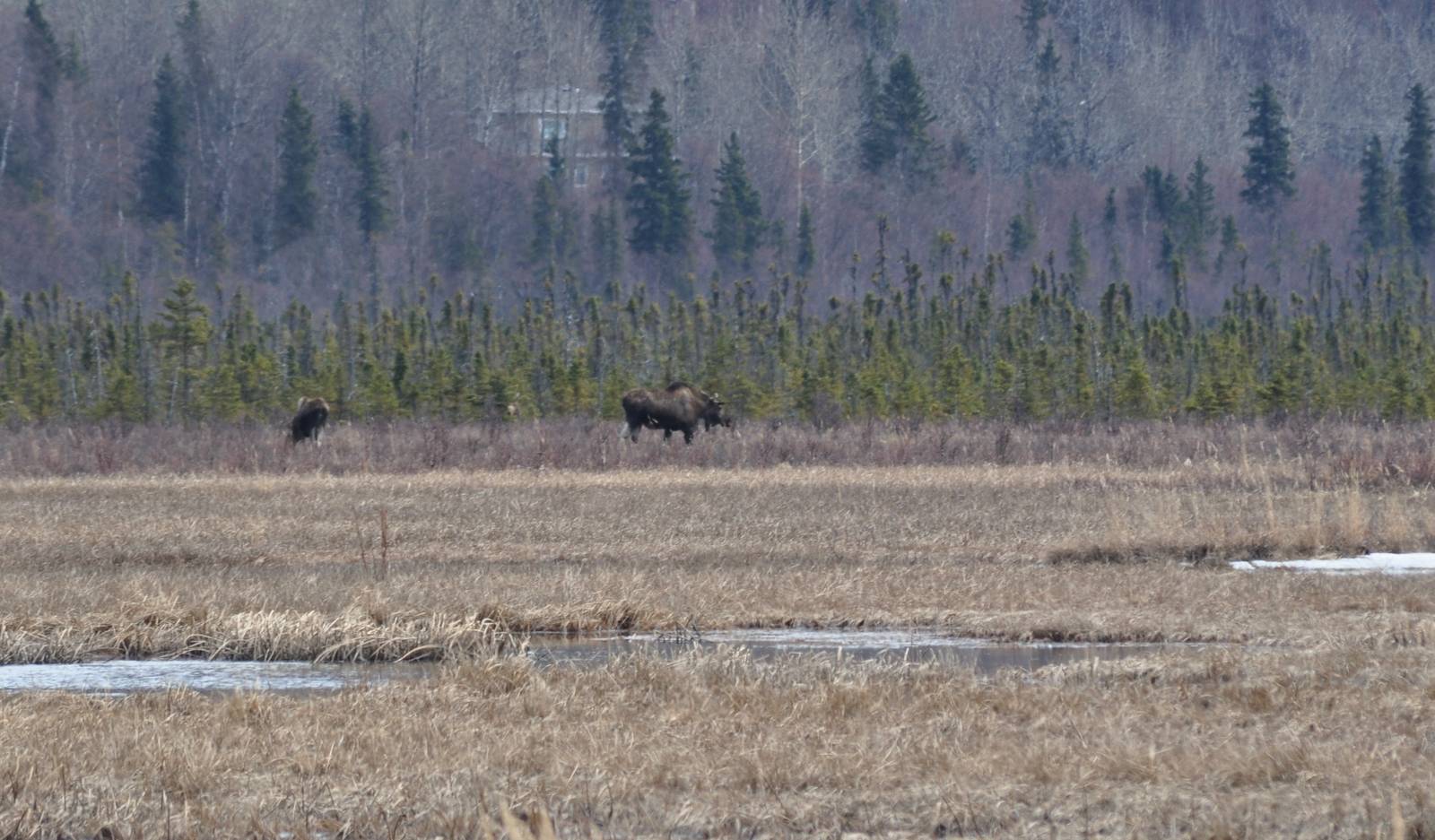Bull and Cow Moose - Alaska (Potter Marsh)