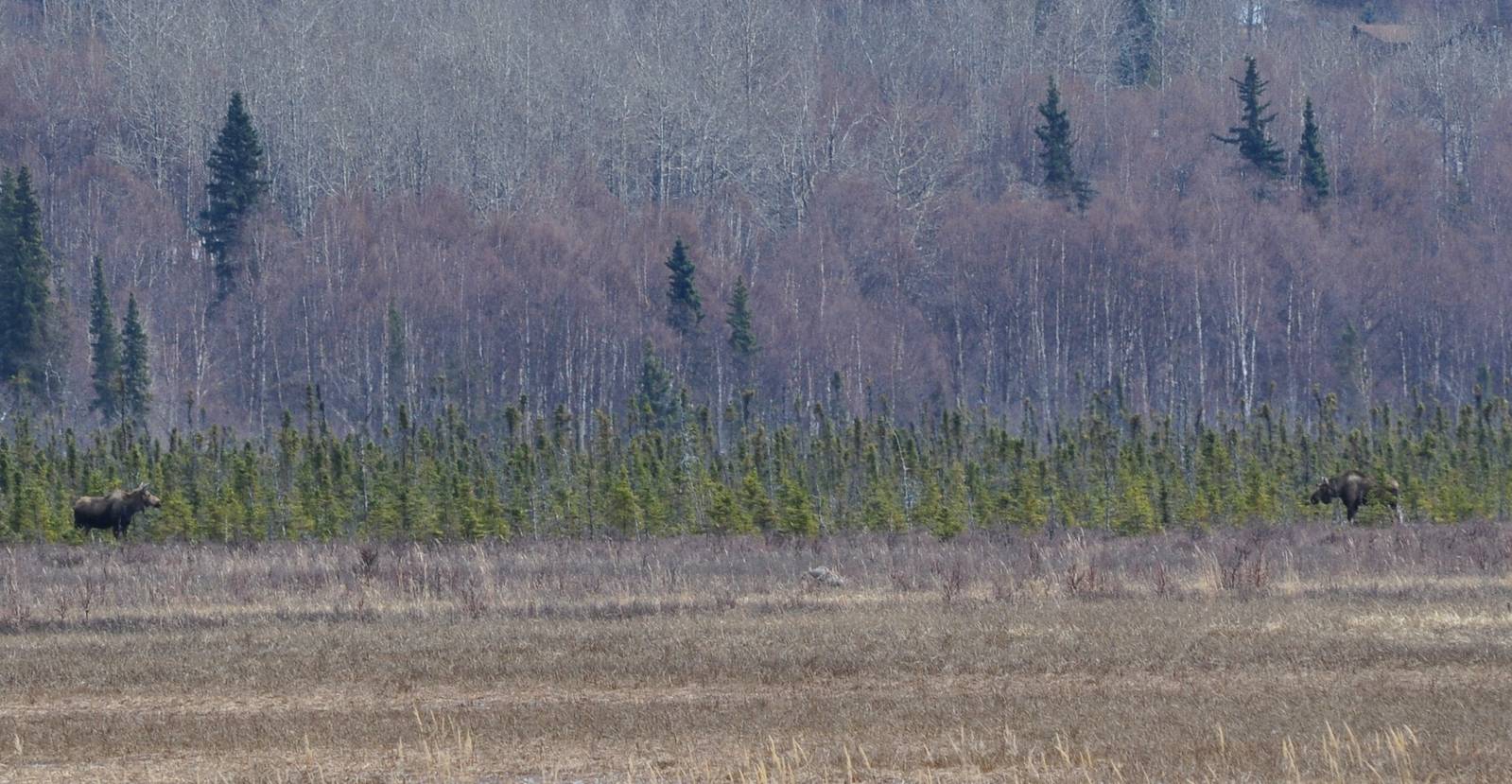 Bull and Cow Moose - Alaska (Potter Marsh)