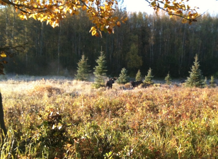 Bull and Cow Moose - Alaska
