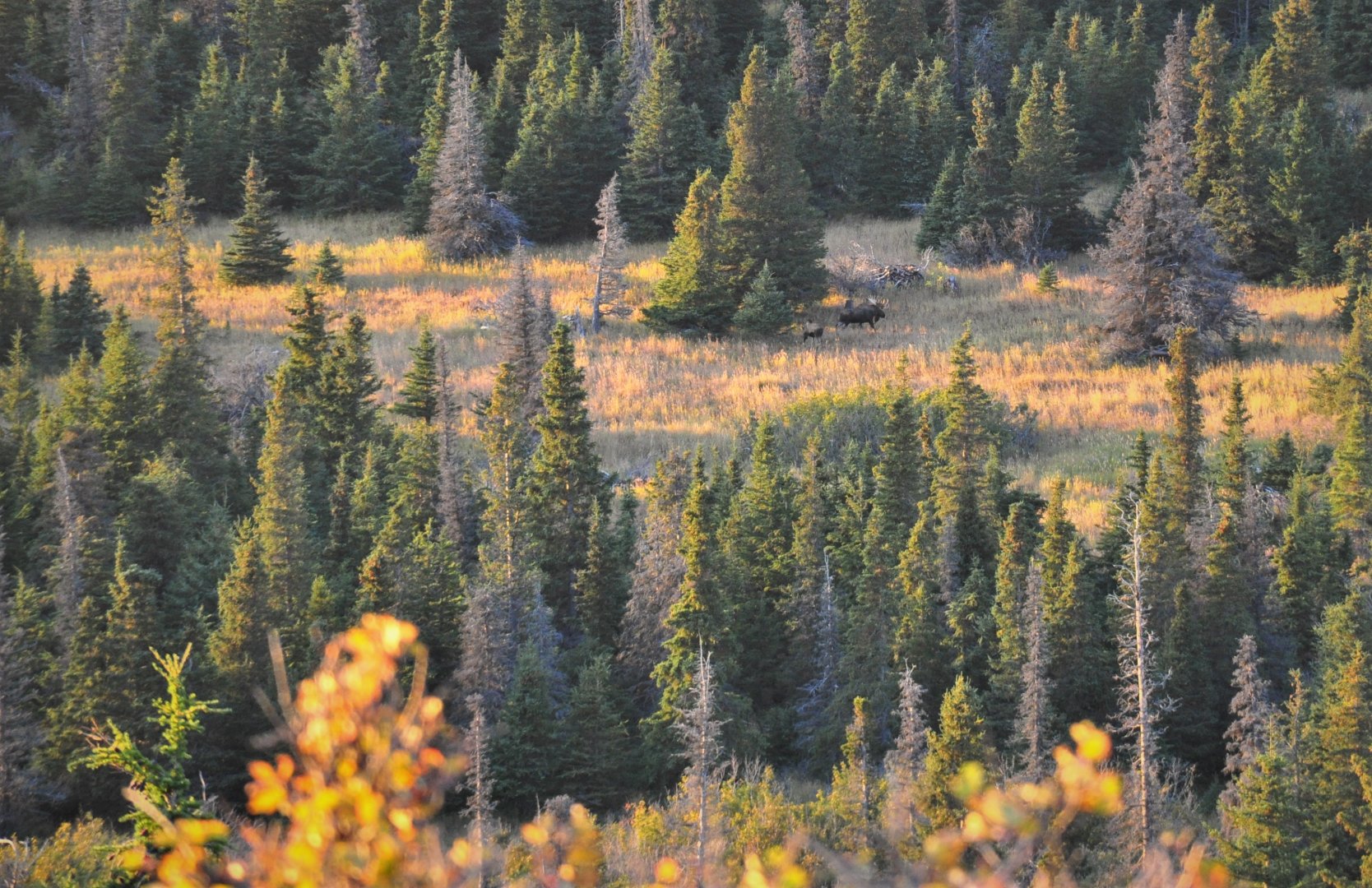 Bull and Cow Moose - Alaska