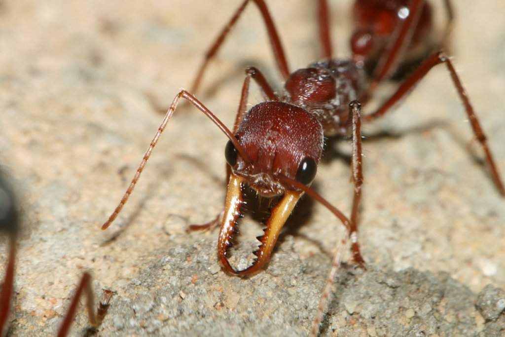 Bull Ant