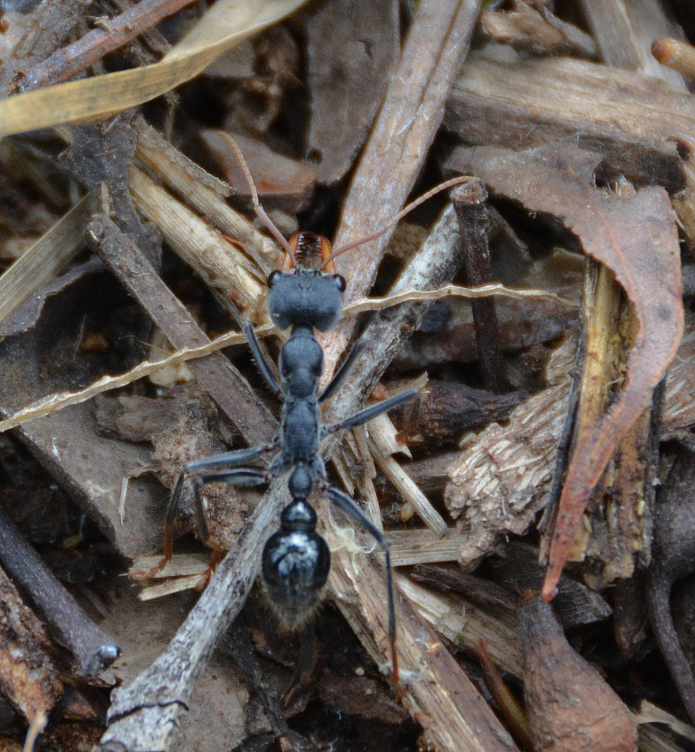 Bull ant