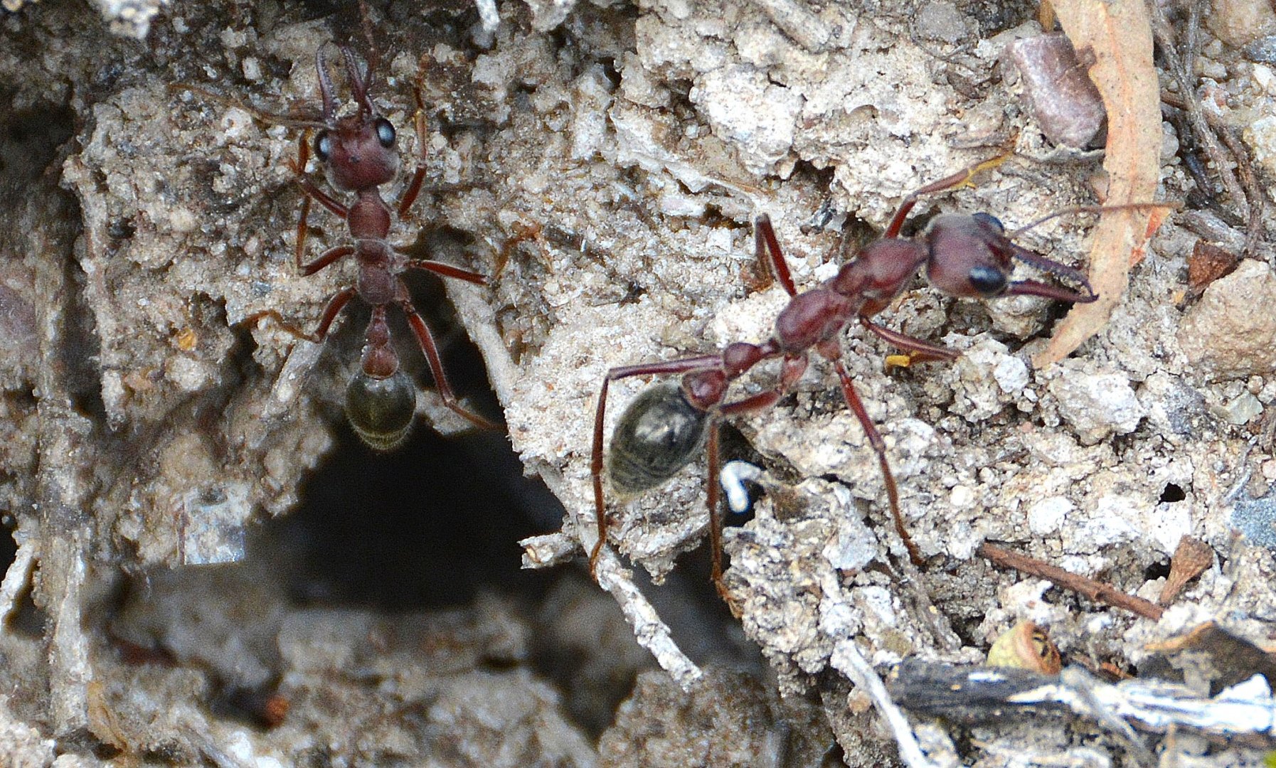 Bull ants ?