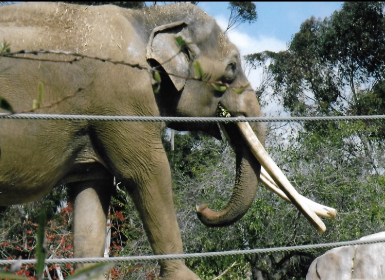 bull asian elephant 2016