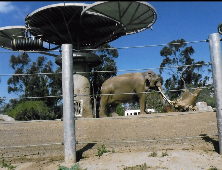 bull asian elephant 2016