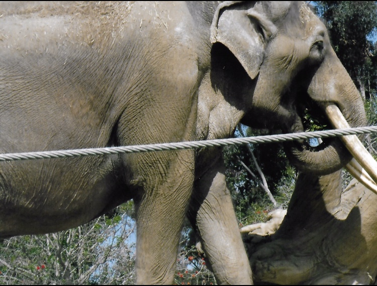 bull asian elephant 2016