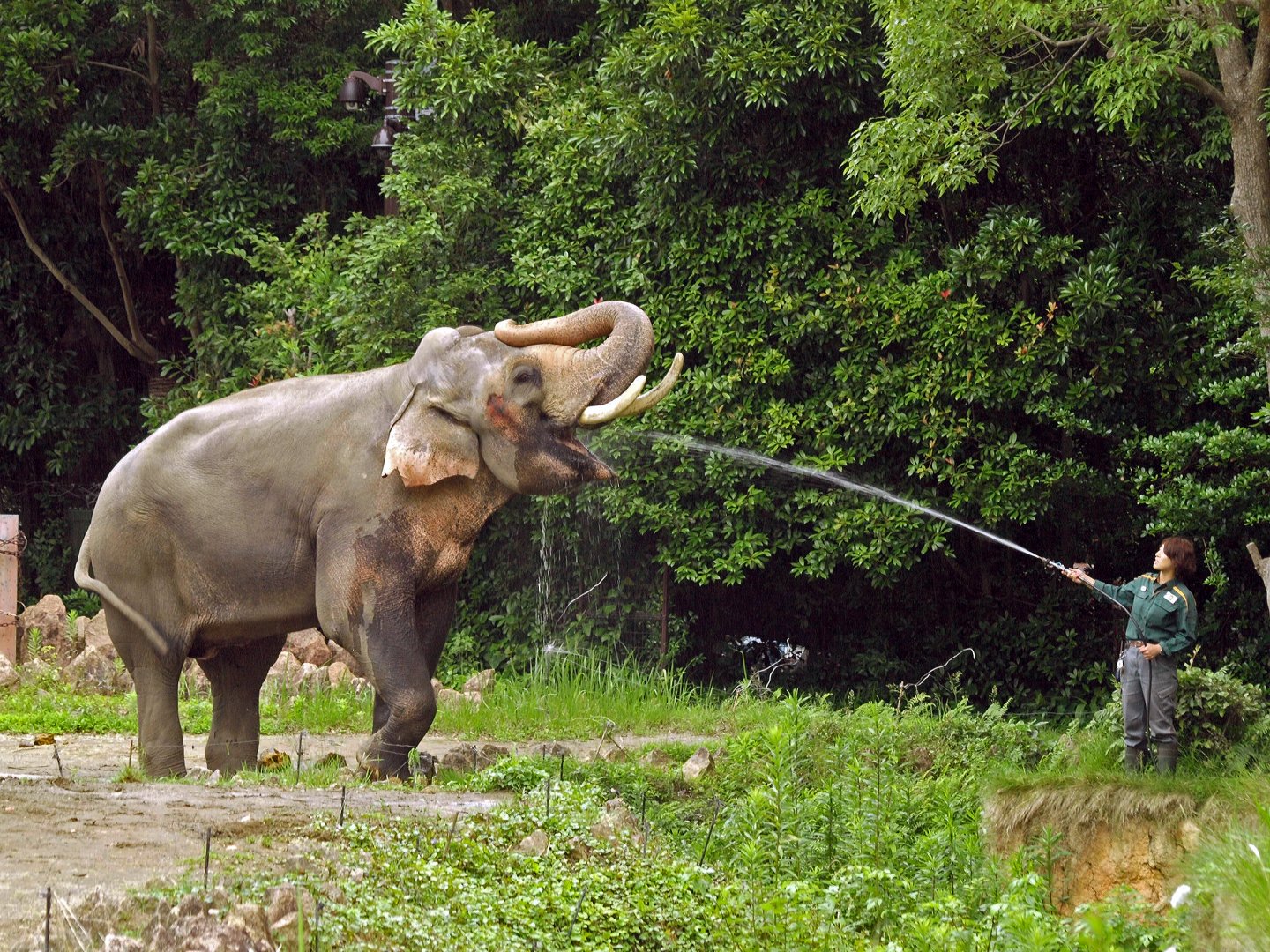 Bull Asian elephant and keeper