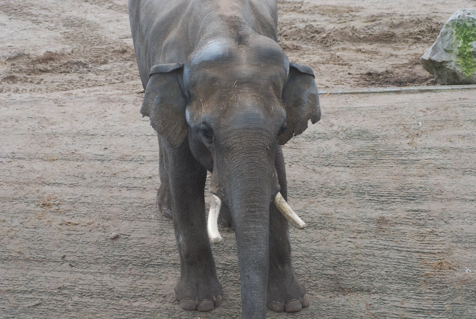 Bull Asian elephant Emmett