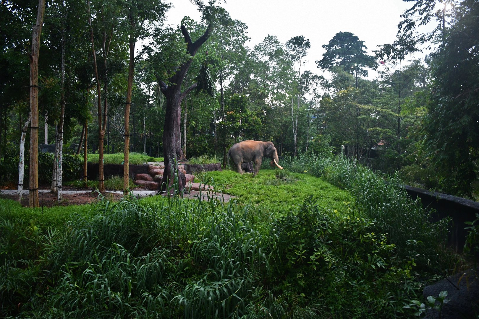 Bull Asian Elephant exhibit