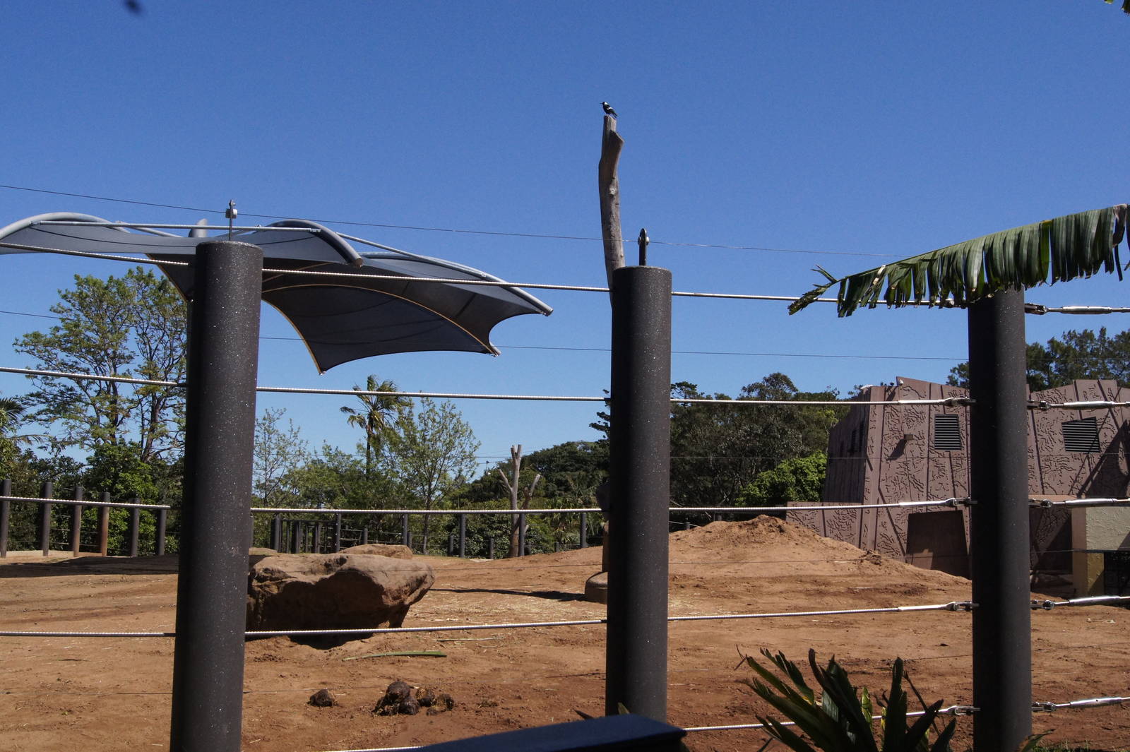 Bull Asian Elephant Paddock
