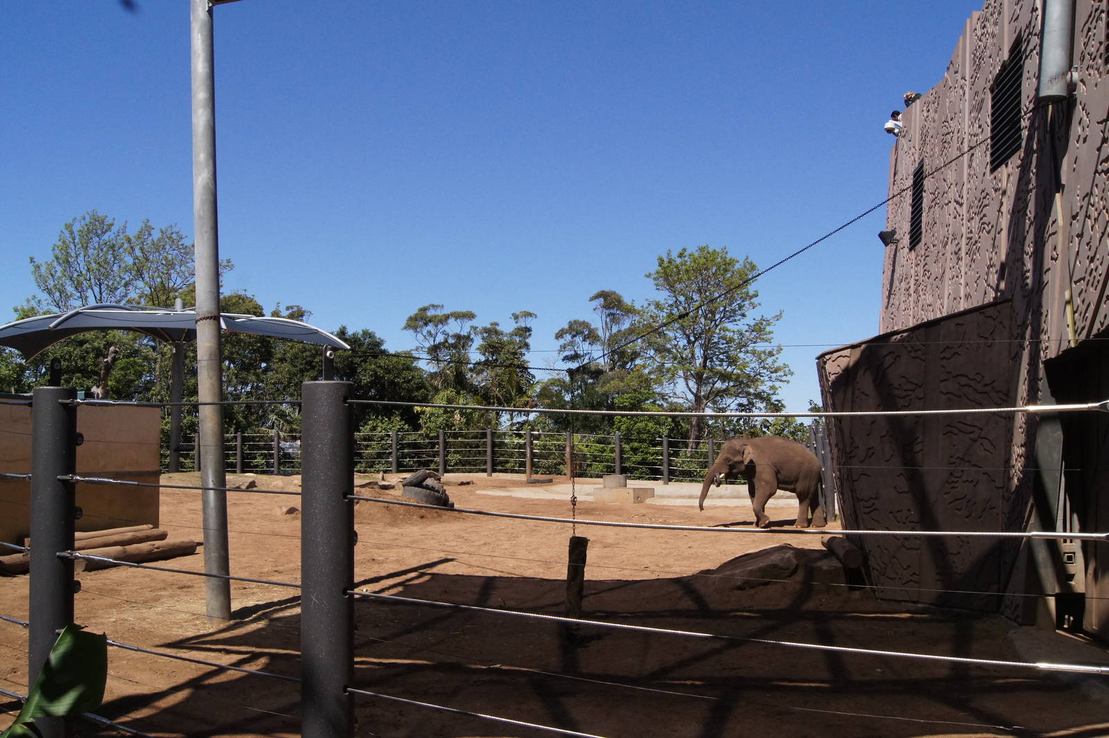 Bull Asian Elephant Paddock