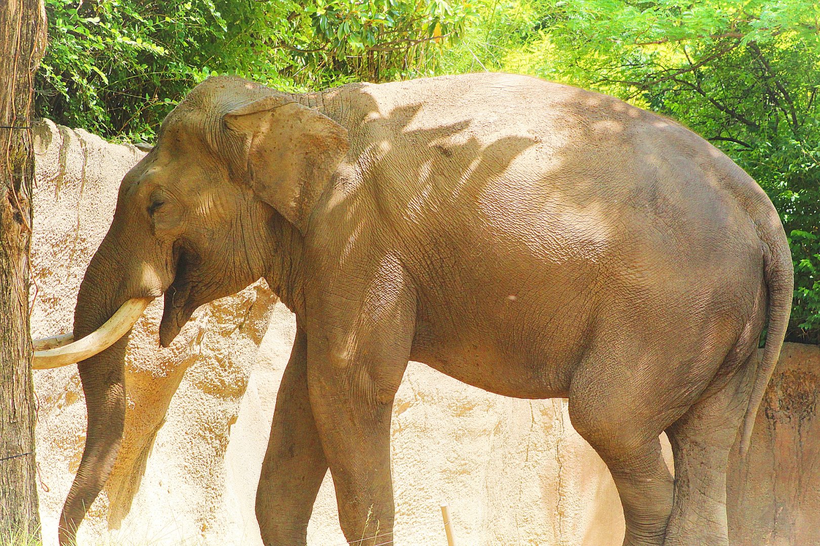 Bull Asian Elephant "Raja" - Rivers Edge