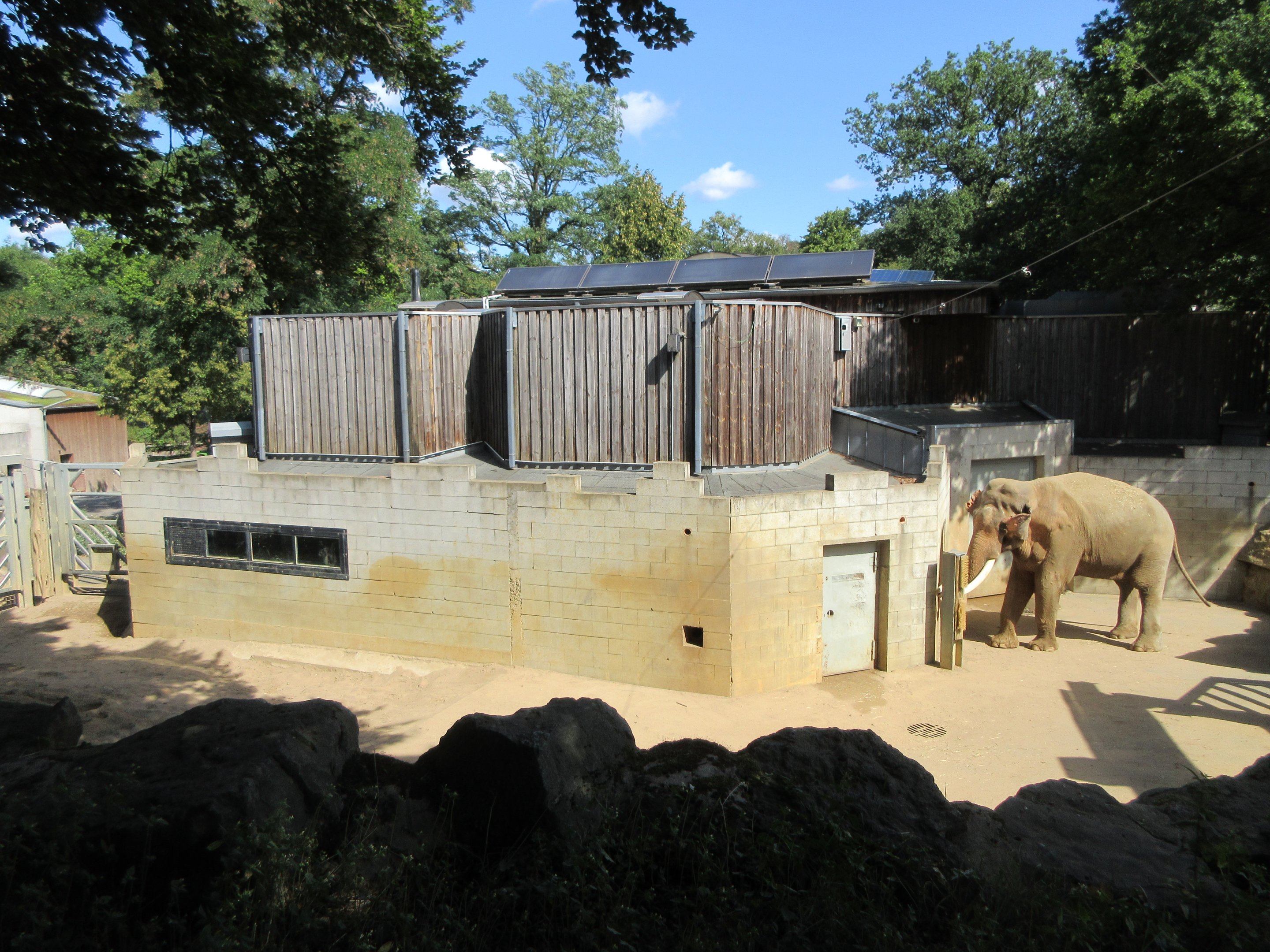 Bull Asian Elephant Yard (small section)