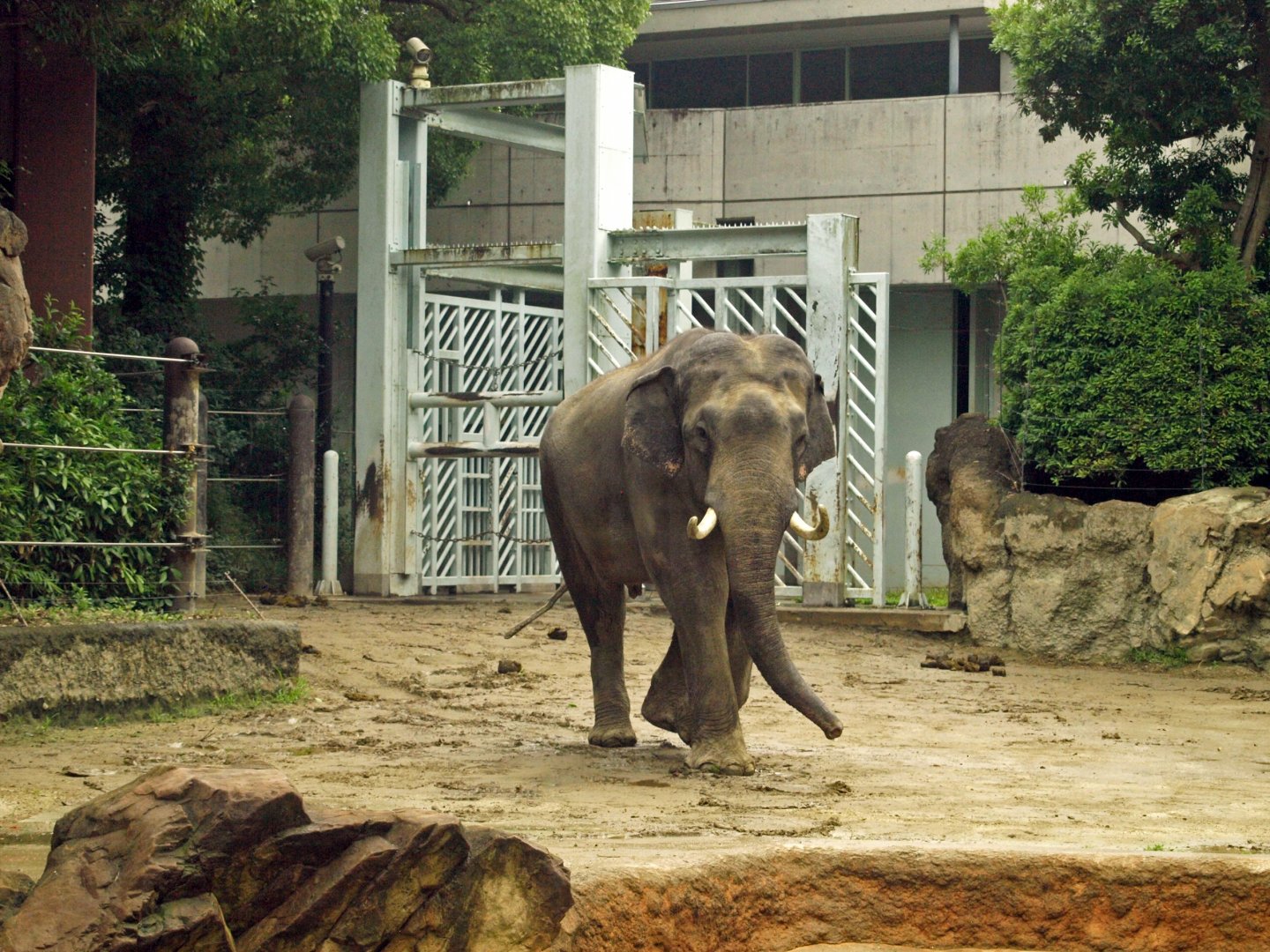 Bull asian elephant