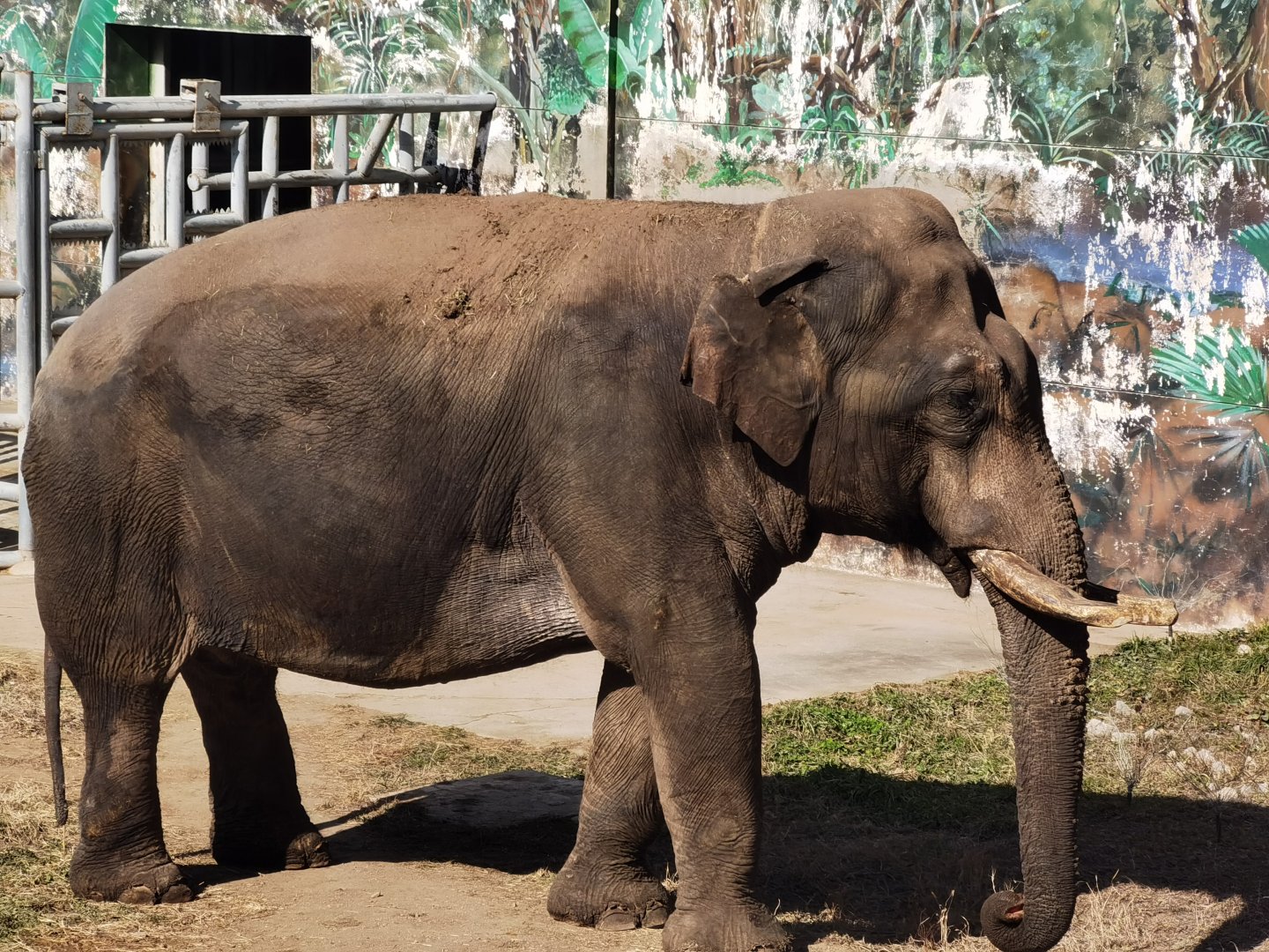Bull Asian Elephant