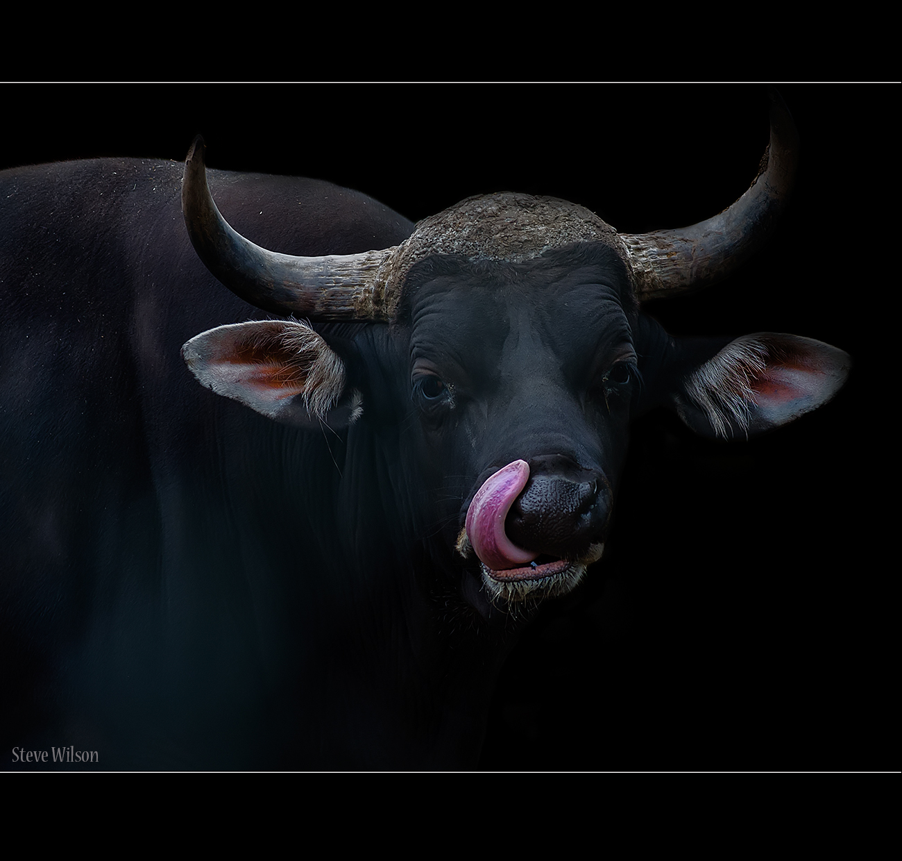 Bull Banteng