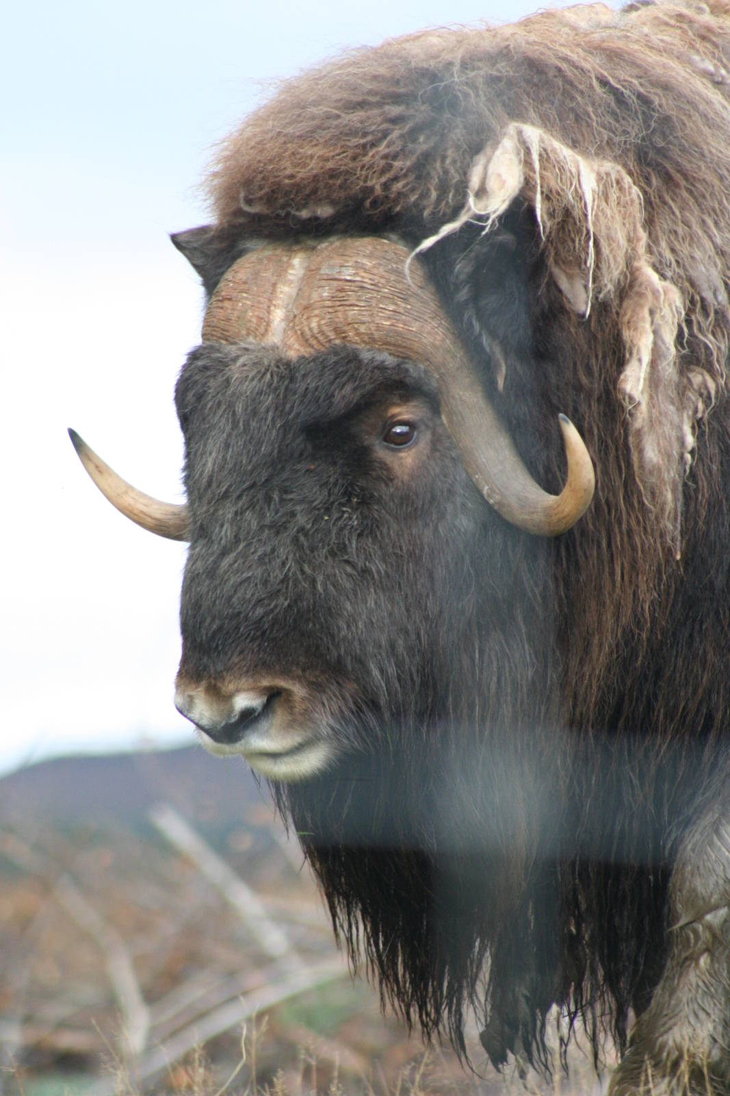 Bull Barren Ground Musk Ox @ Highland Wildlife Park; 16.10.2014