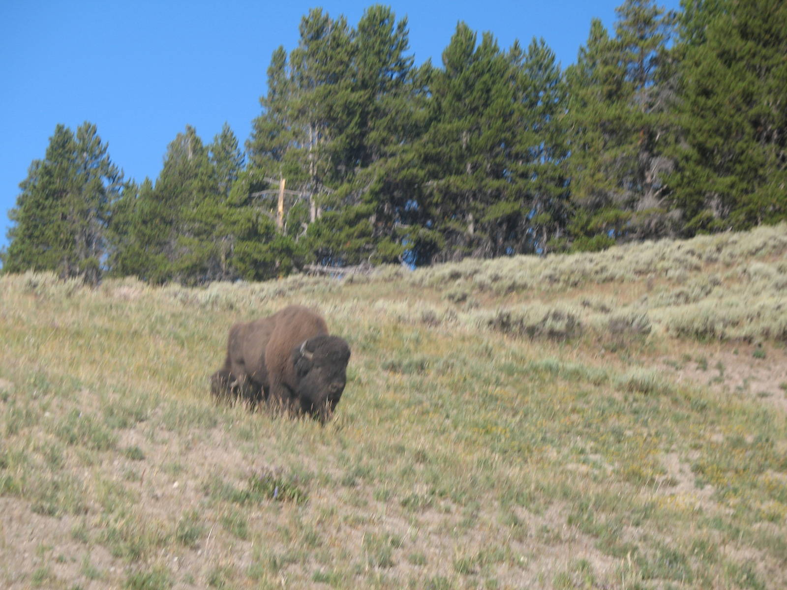 Bull Bison in Yellowstone