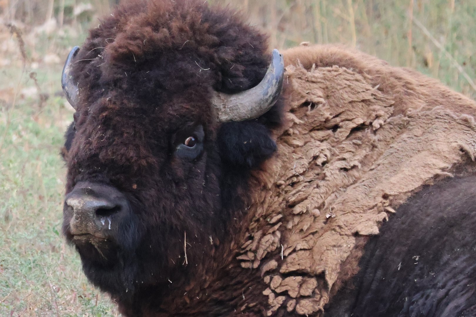 Bull Bison