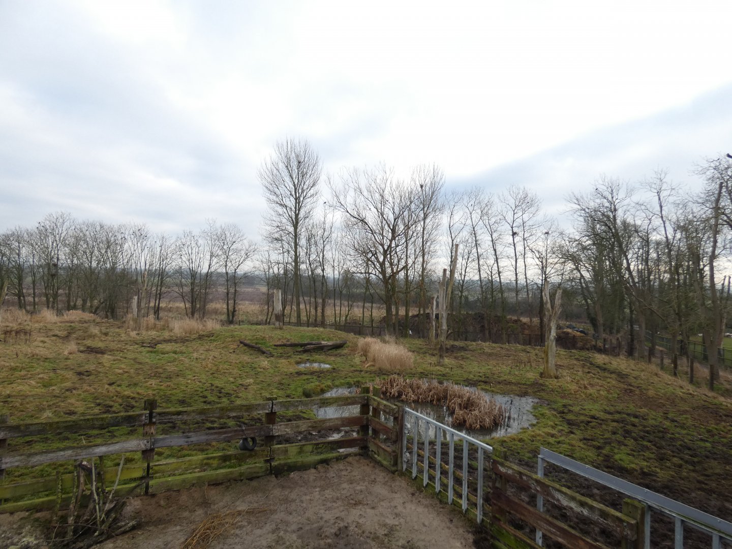 Bull black rhino paddock