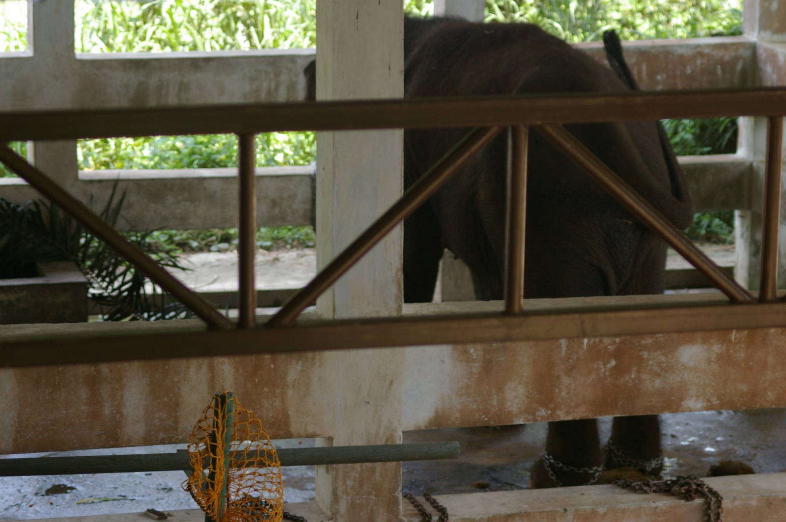 bull Bornean elephant
