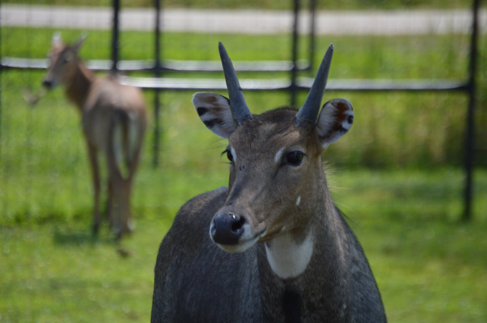 Bull Boselaphus tragocamelus