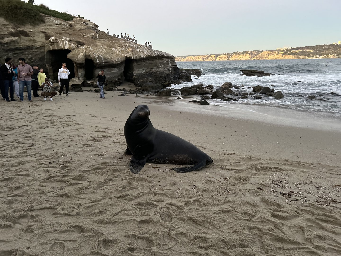 Bull California Sea Lion at La Jolla Cove