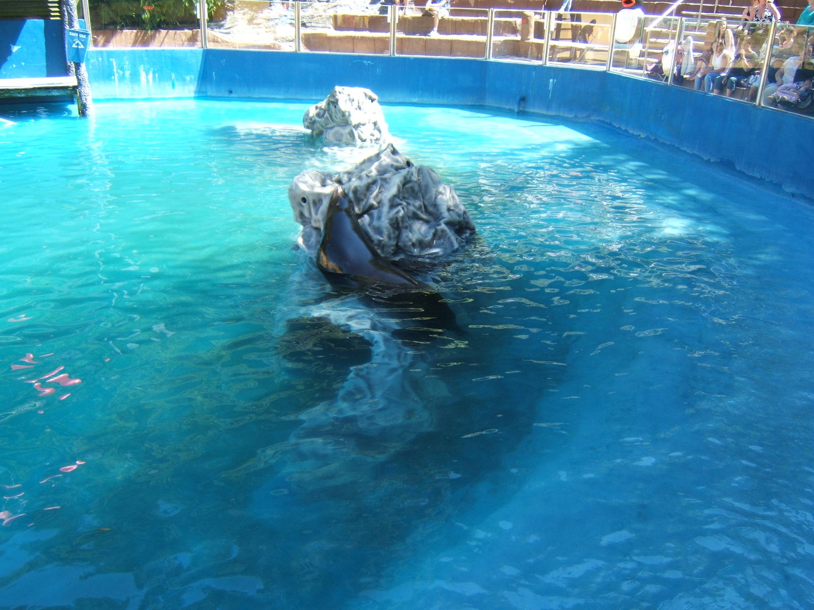 Bull Californian Sealion