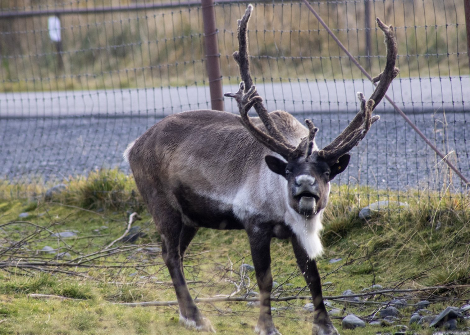 Bull Caribou in Rut