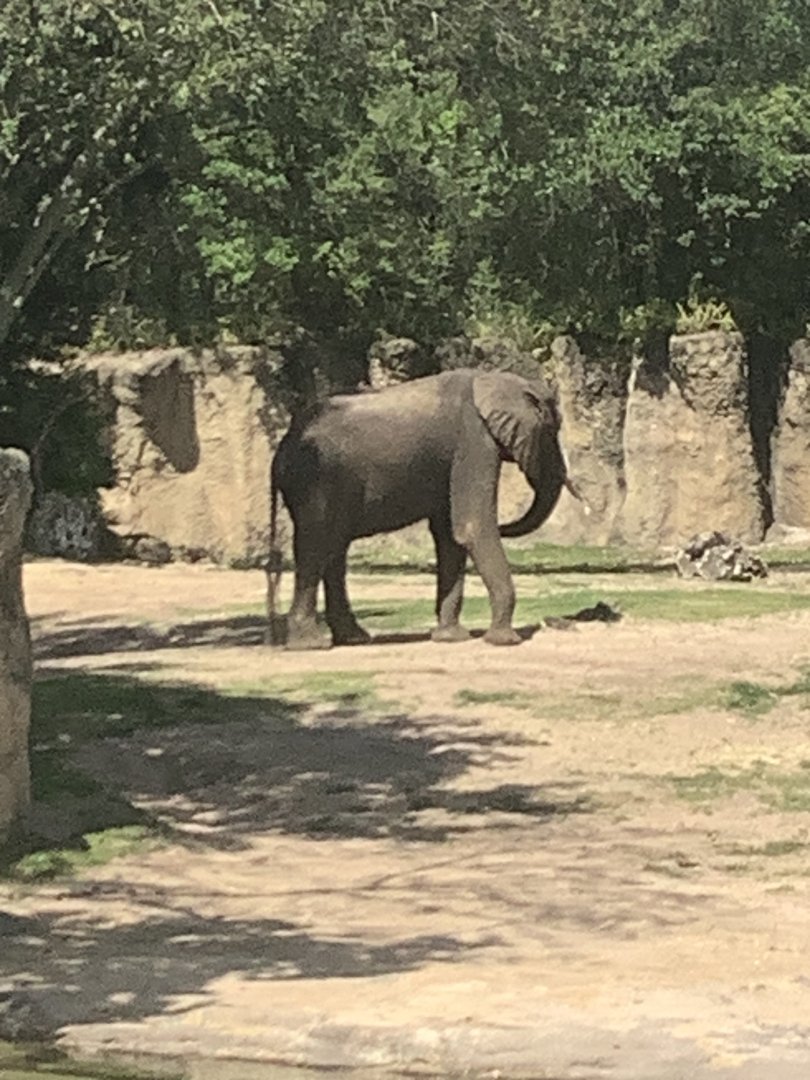 Bull Elephant 3/18/24