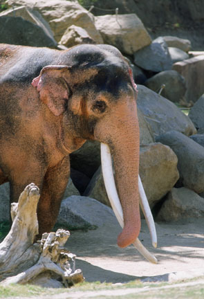 bull elephant at SDWAP