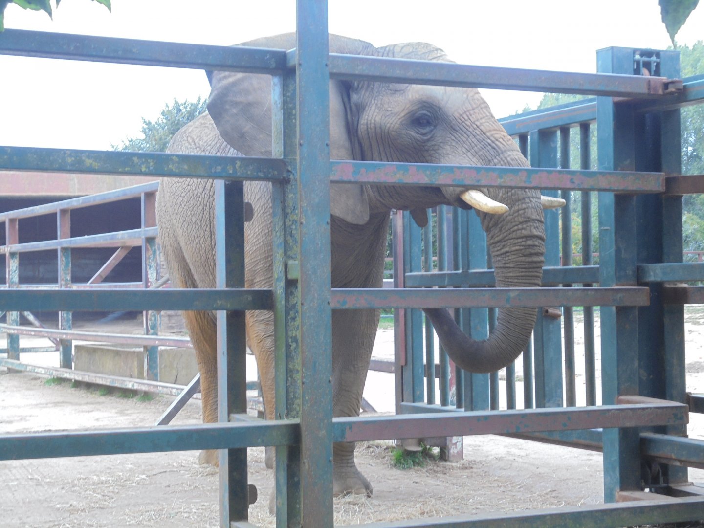 Bull elephant 'Coco'.